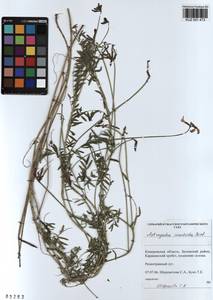 KUZ 001 473, Astragalus ceratoides M. Bieb., Siberia, Altai & Sayany Mountains (S2) (Russia)