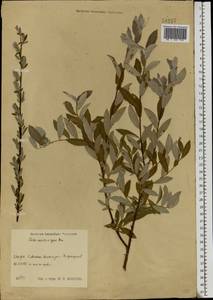 Salix aurita × rosmarinifolia, Eastern Europe, Central region (E4) (Russia)