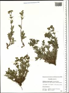 Potentilla sericea L., Siberia, Baikal & Transbaikal region (S4) (Russia)