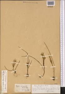 Gagea bohemica (Zauschn.) Schult. & Schult.f., Middle Asia, Northern & Central Tian Shan (M4) (Kazakhstan)