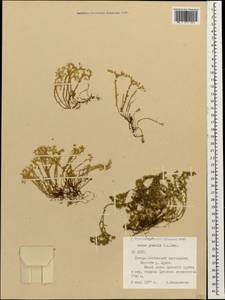 Sedum gracile C. A. Mey., Caucasus, North Ossetia, Ingushetia & Chechnya (K1c) (Russia)
