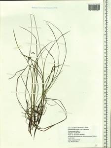 Carex rariflora (Wahlenb.) Sm., Siberia, Chukotka & Kamchatka (S7) (Russia)