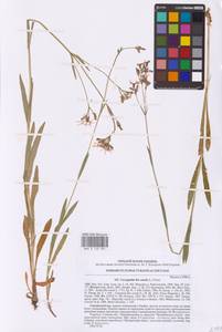 Silene flos-cuculi (L.) Greuter & Burdet, Eastern Europe, North Ukrainian region (E11) (Ukraine)