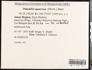 Paludella squarrosa (Hedw.) Brid., Bryophytes, Bryophytes - Russian Far East (excl. Chukotka & Kamchatka) (B20) (Russia)