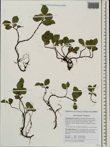 Salix hastata × herbacea, Eastern Europe, Northern region (E1) (Russia)