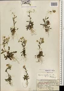Senecio vernalis Waldst. & Kit., Caucasus, Azerbaijan (K6) (Azerbaijan)