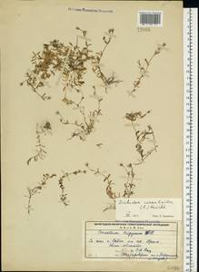 Dichodon cerastoides (L.) Rchb., Eastern Europe, Northern region (E1) (Russia)