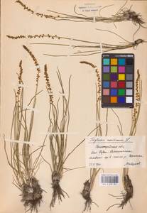 Triglochin maritima L., Eastern Europe, Lower Volga region (E9) (Russia)