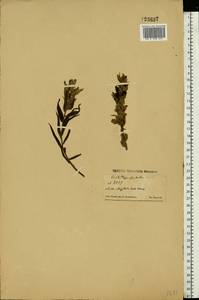 Castilleja pallida (L.) Kunth, Eastern Europe, Northern region (E1) (Russia)
