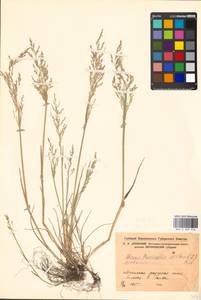 Puccinellia distans (Jacq.) Parl., Eastern Europe, Central forest-and-steppe region (E6) (Russia)