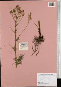 Thalictrum lucidum L., Eastern Europe, Central region (E4) (Russia)