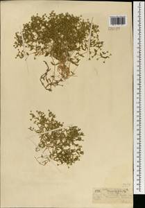 Mesostemma dichotomum (L.) Arabi, Rabeler & Zarre, Mongolia (MONG) (Mongolia)