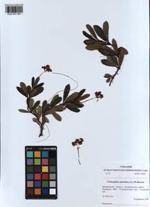 KUZ 001 961, Chimaphila umbellata (L.) W. P. C. Barton, Siberia, Altai & Sayany Mountains (S2) (Russia)