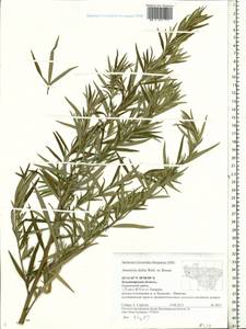 Artemisia dubia Wall. ex Besser, Eastern Europe, Central region (E4) (Russia)