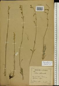 Silene chlorantha (Willd.) Ehrh., Eastern Europe, Central region (E4) (Russia)