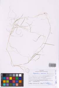 Agrostis canina L., Eastern Europe, Middle Volga region (E8) (Russia)