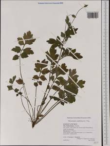 Papaver cambricum L., Western Europe (EUR) (Netherlands)