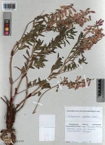KUZ 001 327, Hedysarum neglectum Ledeb., Siberia, Altai & Sayany Mountains (S2) (Russia)