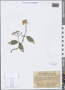 Deutzia parviflora Bunge, Siberia, Russian Far East (S6) (Russia)