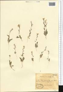 Malcolmia turkestanica Litv., Middle Asia, Western Tian Shan & Karatau (M3) (Kazakhstan)