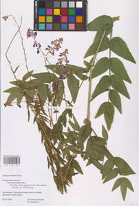 Galega orientalis Lam., Eastern Europe, Western region (E3) (Russia)