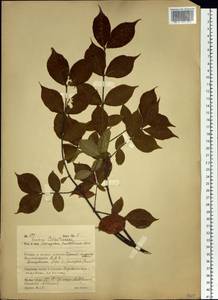 Euonymus verrucosus Scop., Siberia, Russian Far East (S6) (Russia)