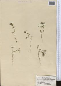 Psammogeton capillifolium (Regel & Schmalh.) Mousavi, Mozaff. & Zarre, Middle Asia, Pamir & Pamiro-Alai (M2) (Kyrgyzstan)