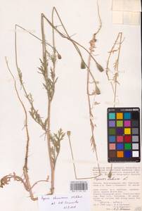 Papaver dubium subsp. stevenianum (Mikheev) Kubát & Šípošová, Eastern Europe, Lower Volga region (E9) (Russia)