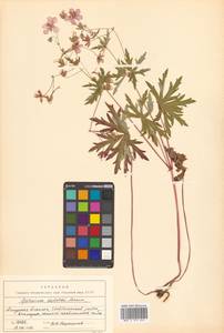 Geranium krameri Franch. & Sav., Siberia, Russian Far East (S6) (Russia)