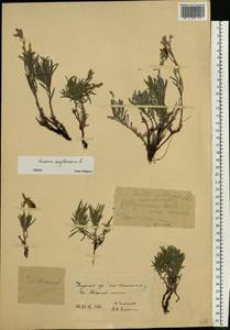 Onosma simplicissima L., Eastern Europe, Central forest-and-steppe region (E6) (Russia)