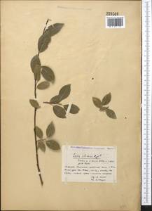 Salix iliensis Regel, Middle Asia, Northern & Central Tian Shan (M4) (Kyrgyzstan)