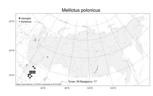 Melilotus polonicus (L.) Pall., Atlas of the Russian Flora (FLORUS) (Russia)