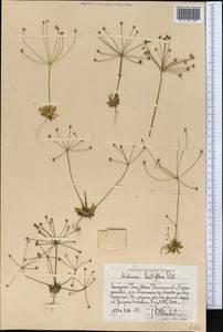 Androsace lactiflora Fisch. ex Willd., Middle Asia, Western Tian Shan & Karatau (M3) (Uzbekistan)