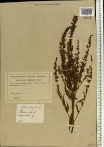 Lythrum virgatum L., Eastern Europe, Central region (E4) (Russia)