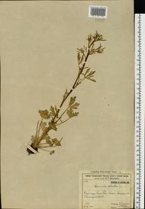 Ranunculus sceleratus L., Eastern Europe, Eastern region (E10) (Russia)