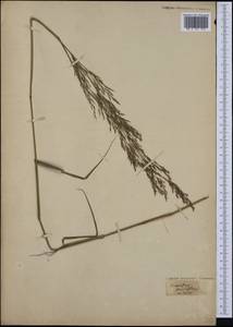 Achnatherum miliaceum (L.) P.Beauv., Botanic gardens and arboreta (GARD) (Not classified)