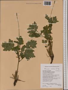 Papaver cambricum L., Western Europe (EUR) (United Kingdom)