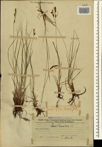 Carex tomentosa L., Caucasus, Azerbaijan (K6) (Azerbaijan)