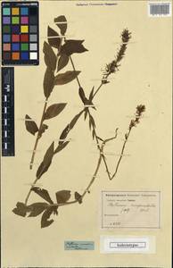 Asyneuma campanuloides (M.Bieb. ex Sims) Bornm., Caucasus, Georgia (K4) (Georgia)