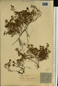 Thymus serpyllum L., Eastern Europe, North Ukrainian region (E11) (Ukraine)