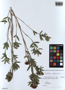 KUZ 000 852, Trifolium lupinaster L., Siberia, Altai & Sayany Mountains (S2) (Russia)