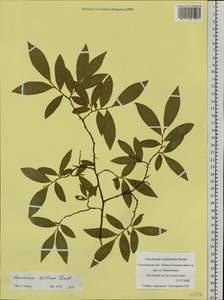 Vaccinium smallii A. Gray, Siberia, Russian Far East (S6) (Russia)