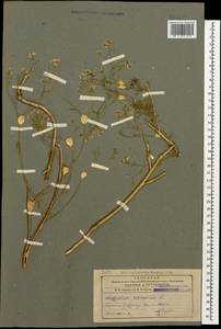 Lepidium vesicarium L., Caucasus, Armenia (K5) (Armenia)