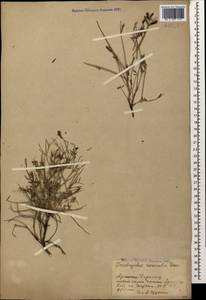 Onobrychis cornuta (L.)Desv., Caucasus, Armenia (K5) (Armenia)