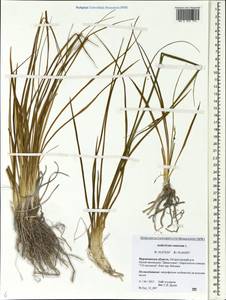 Anthericum ramosum L., Eastern Europe, Central forest-and-steppe region (E6) (Russia)