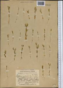 Centaurium pulchellum var. meyeri (Bunge) Omer, Middle Asia, Muyunkumy, Balkhash & Betpak-Dala (M9) (Kazakhstan)