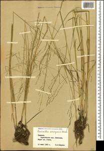 Puccinellia distans (Jacq.) Parl., Caucasus, Armenia (K5) (Armenia)