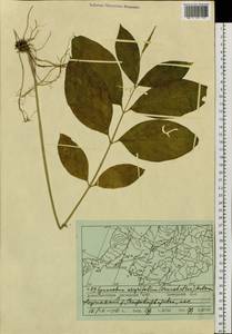 Vincetoxicum ascyrifolium Franch. & Sav., Siberia, Russian Far East (S6) (Russia)