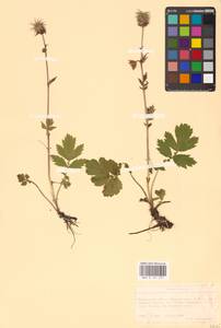 Geum rivale L., Eastern Europe, North Ukrainian region (E11) (Ukraine)