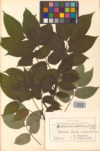 Phellodendron amurense var. sachalinense F.Schmidt, Siberia, Russian Far East (S6) (Russia)